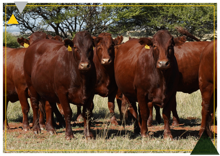 Syferfontein Assistance to Breeders Image