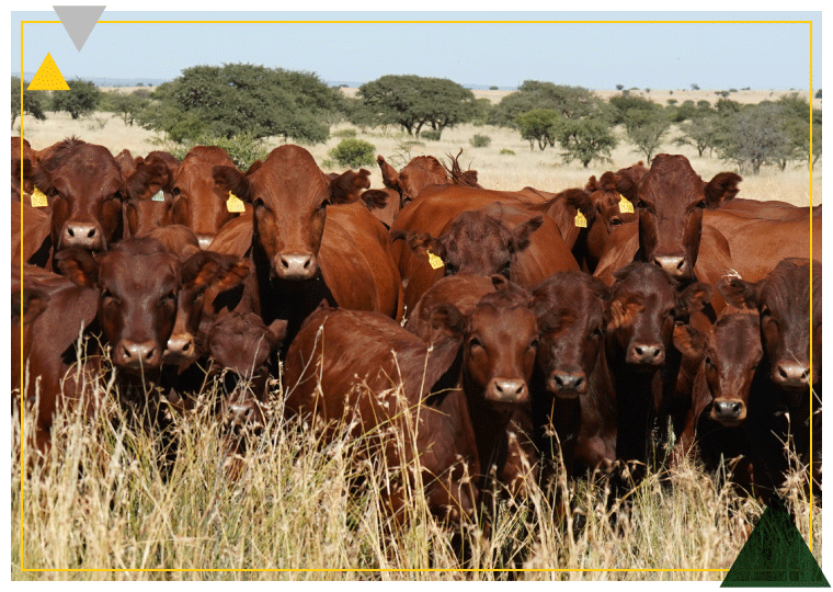 Syferfontein Breeding Policy Image