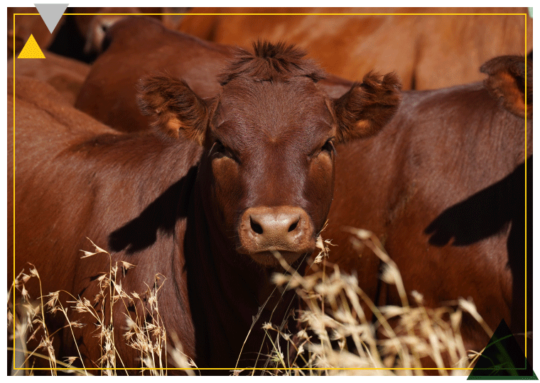 Syferfontein Selection Image